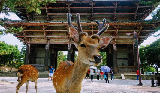 Nara: Ancient Traditions and Sacred Deer