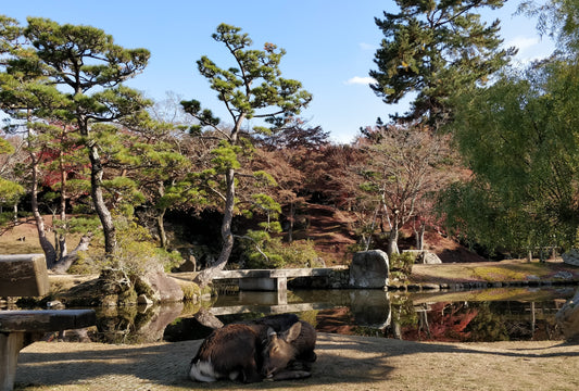 What to do in Nara? / Top 10 Sightseeing spots in Nara