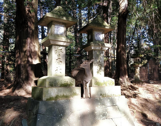 Nara sika deer temple shrine